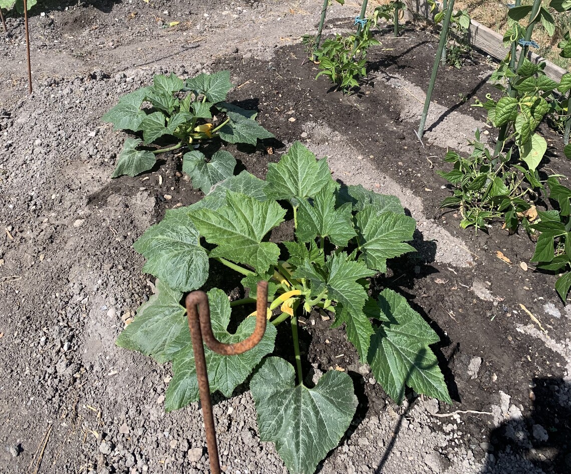 Courgettes growing on Debbie's allotment, August 2026