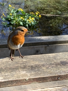 Wildlife