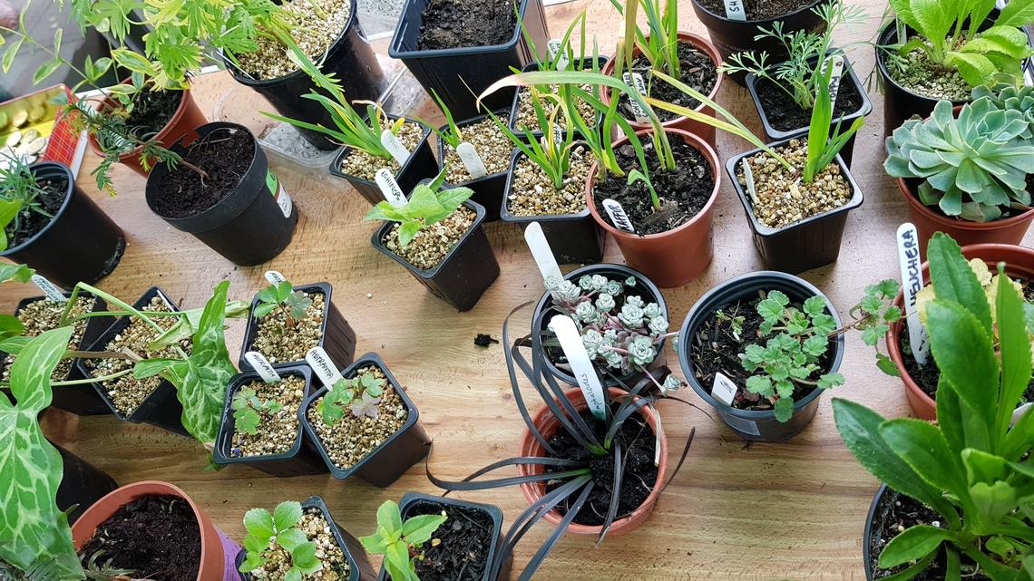 Plants on table, plant sale May 2017