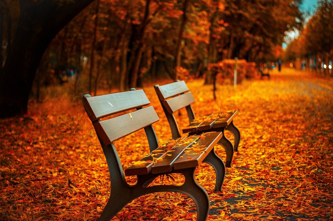 Benches with autumn trees in the background