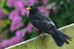 Blackbird on fence