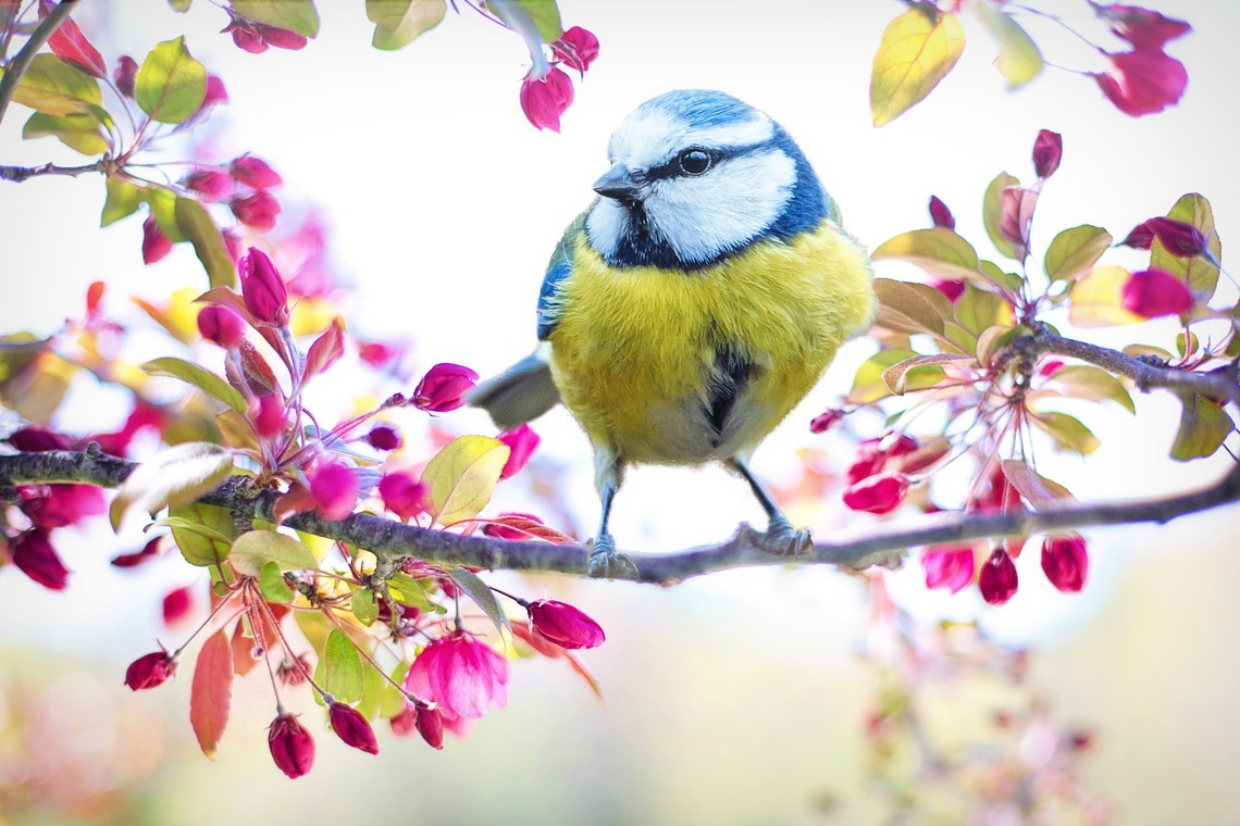 Blue tit in Spring flowers