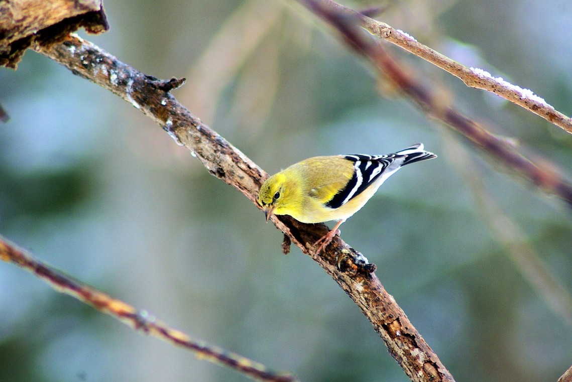 Goldfinch resting on a winter tree branch