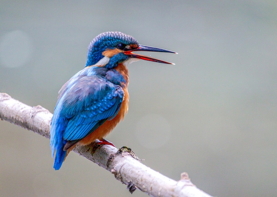 Kingfisher sitting on a branch
