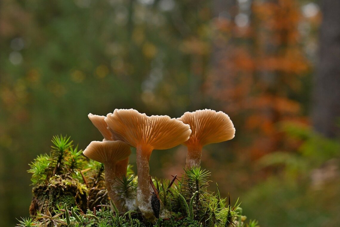 Mushrooms on a forest floor