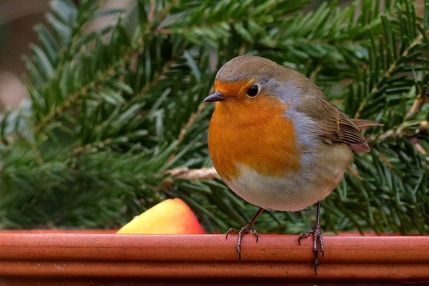 Robin on a branch in the snow
