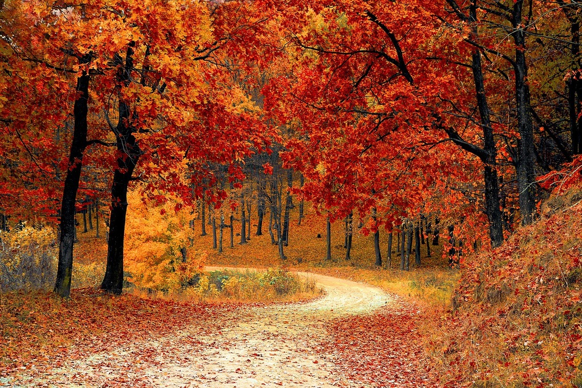 A trail walk through trees with autumn orange and brown leaves