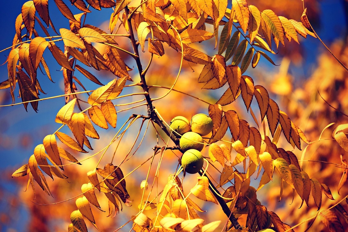 Walnuts on a tree against a bright blue winter sky