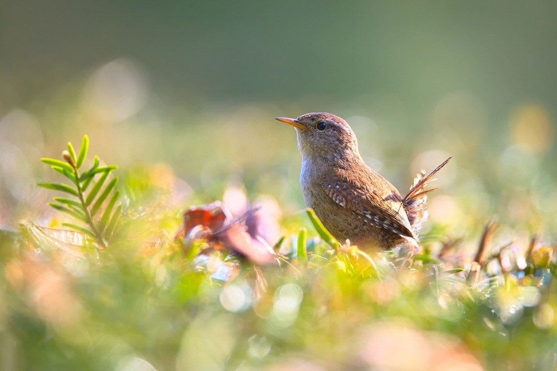 A wren resting on a forest floor in the sun