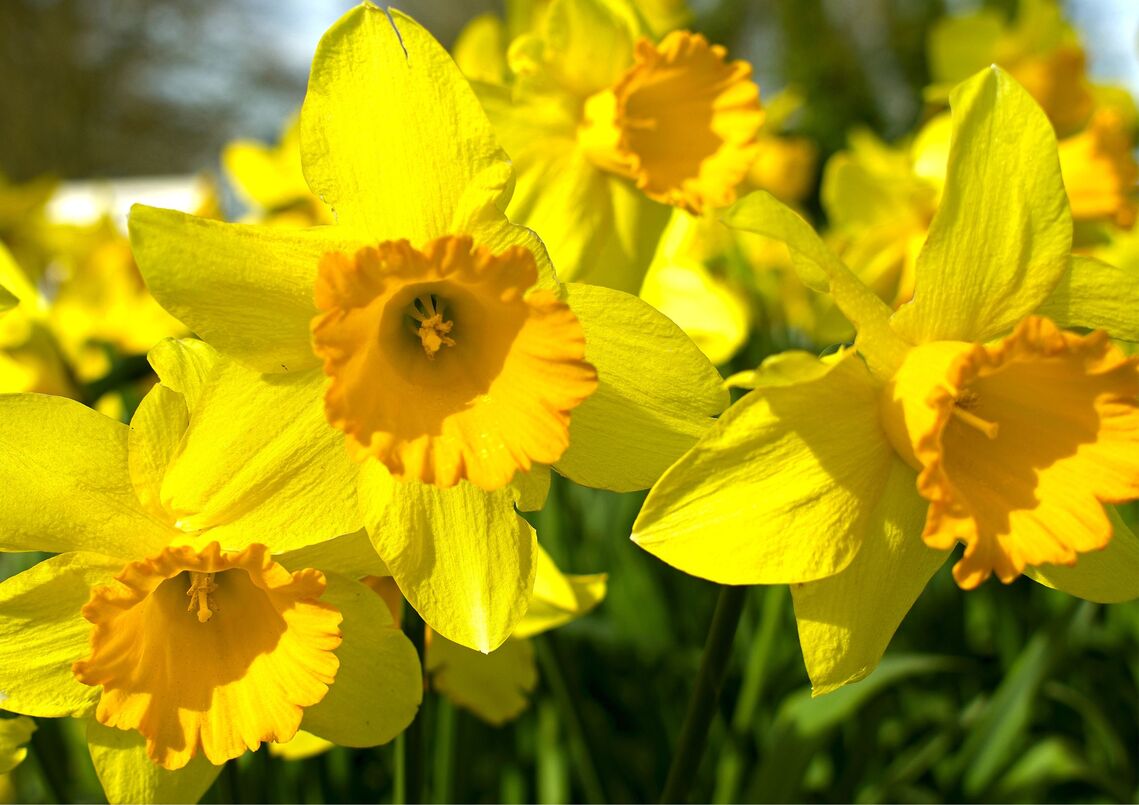 Daffodils