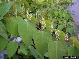 japanese knotweed in autumn