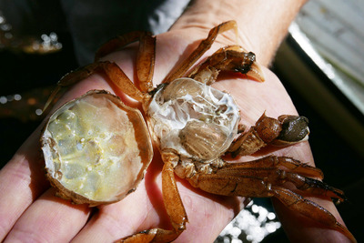 Children's River Dipping, June 2019