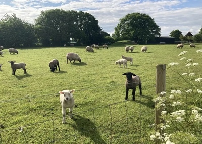 Tendring spring lambs