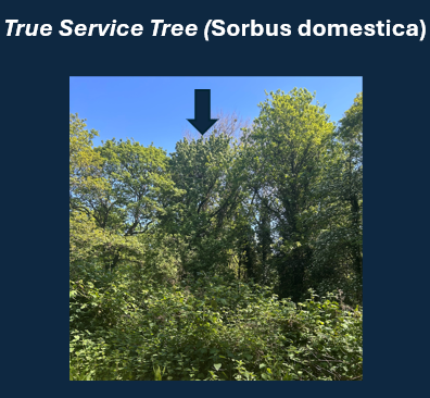True Service Tree