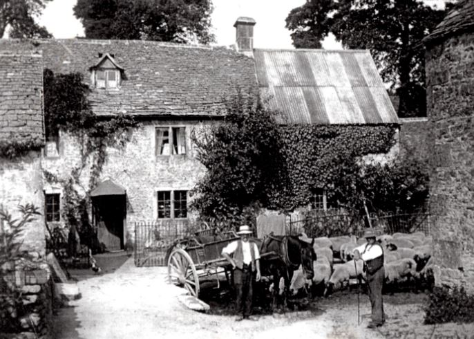 Duntisbourne Leer - sheep being tendeded by their shepard drinking in the Dunt stream to the front of Holland's bakehouse and shop.  The sheep are joined in the Dunt stream by a horse pulling a cart attended by a farmer