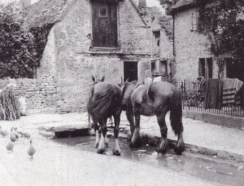 Duntisbourne Leer - work horses 'Jolly' and 'Ploughboy' drinking from the Dunt stream outside the Holland's bakehouse and shop