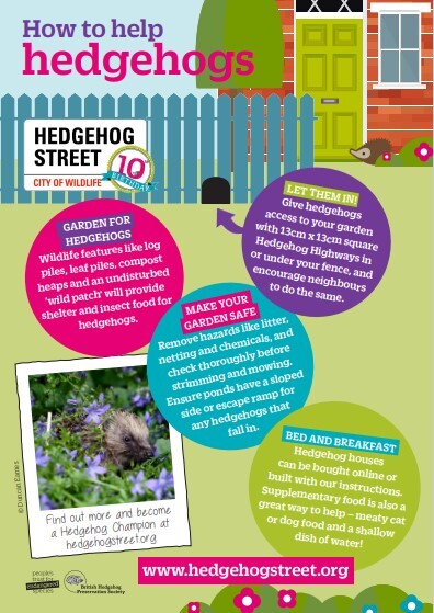 Hedgehog information poster