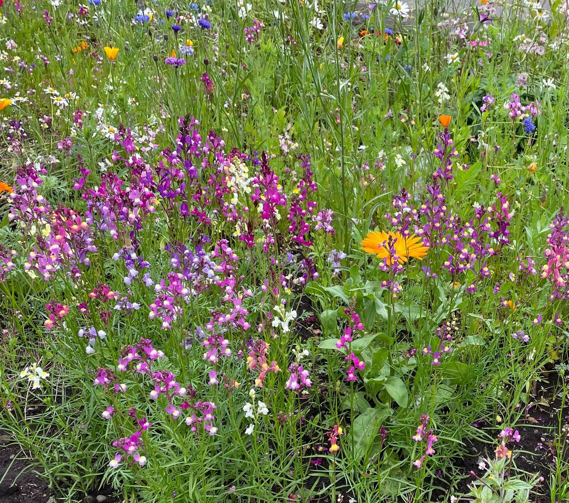 High Street flower/Veg beds Tillicoultry, Coalsnaughton Devonside