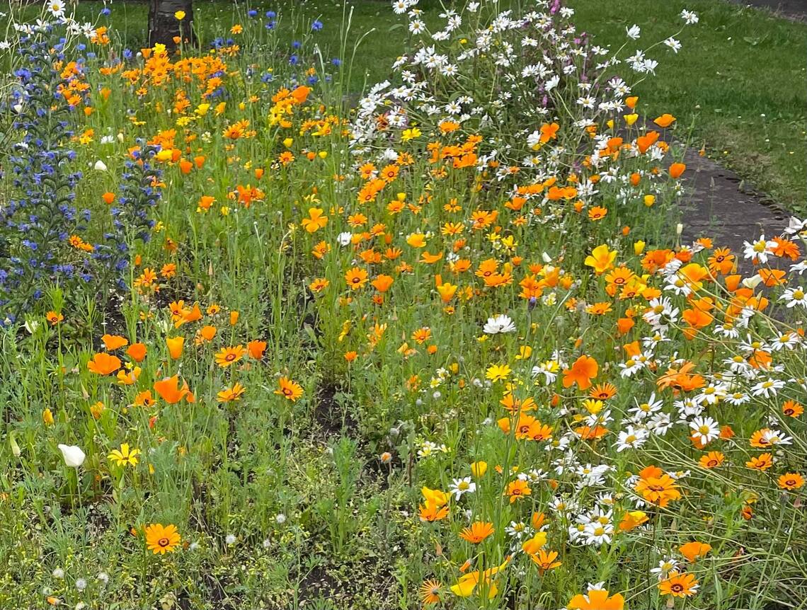 High Street flower/Veg beds Tillicoultry, Coalsnaughton Devonside