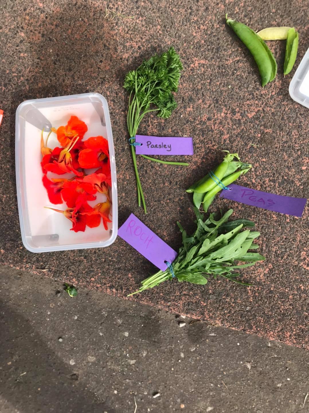 High Street flower/Veg beds Tillicoultry, Coalsnaughton Devonside