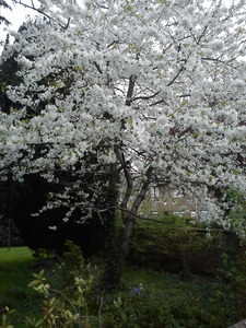 Apple blossom St Matthews Churchyard Ashford