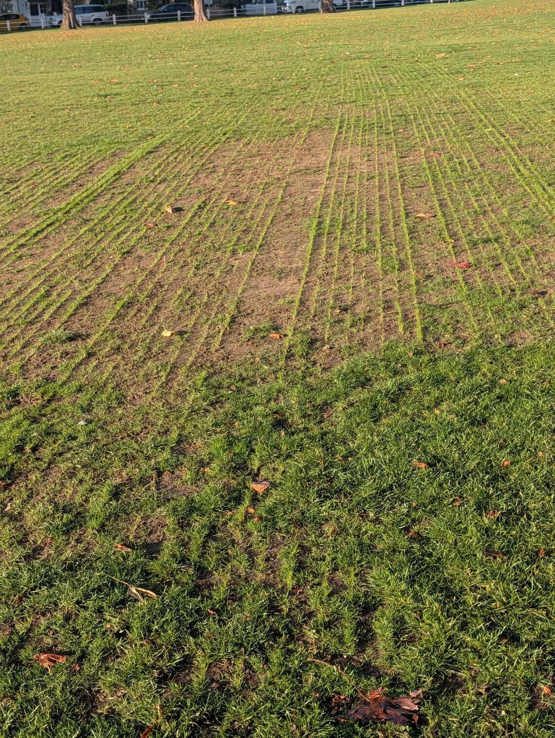 202511_grass