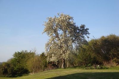 Ancient pear tree