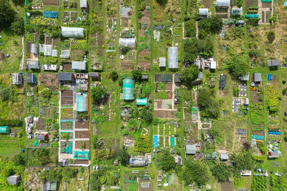 picture of an allotment