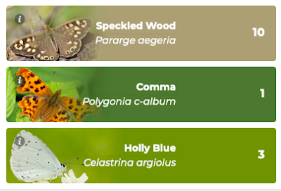Butterfly Count 2023