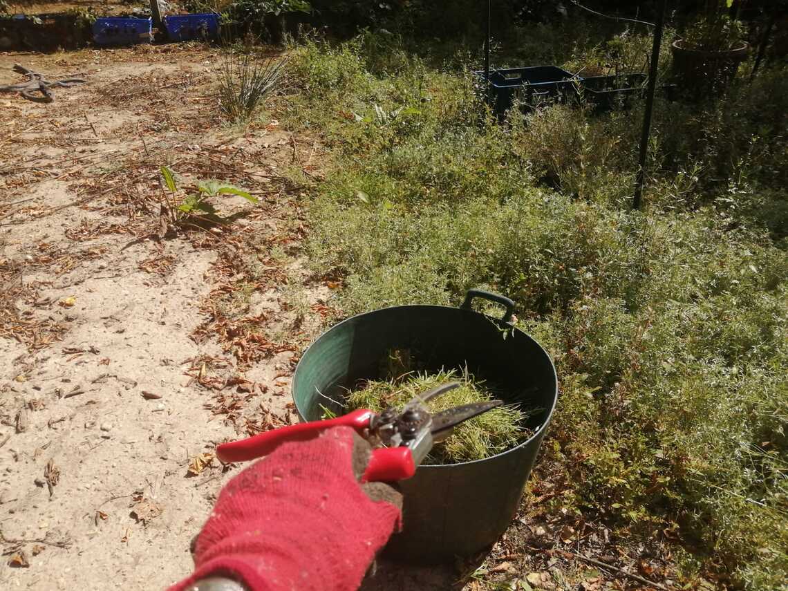 Secateurs and a compost bin