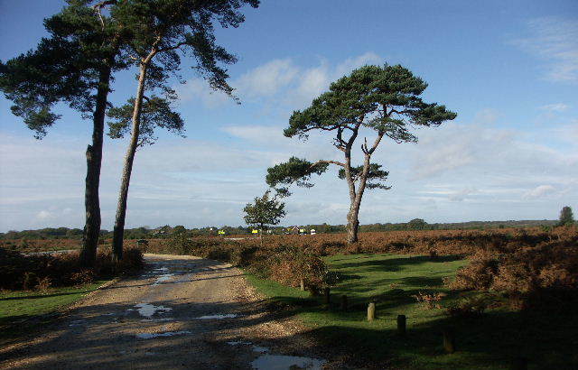 New Forest national Park