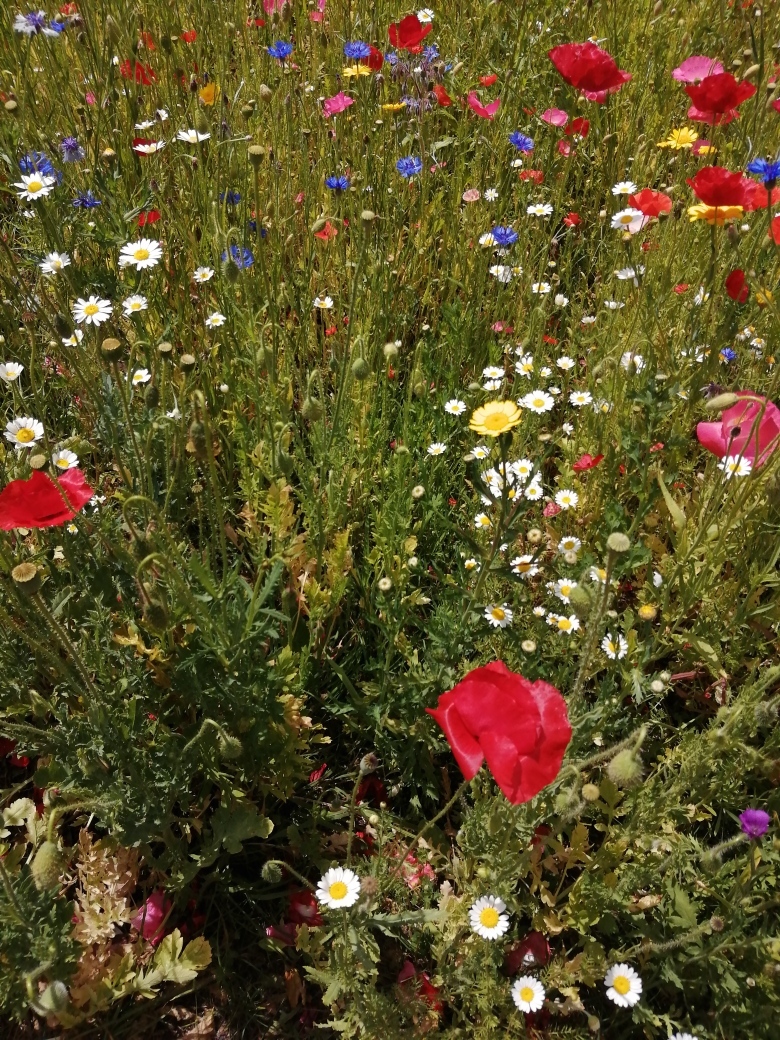 meadowland