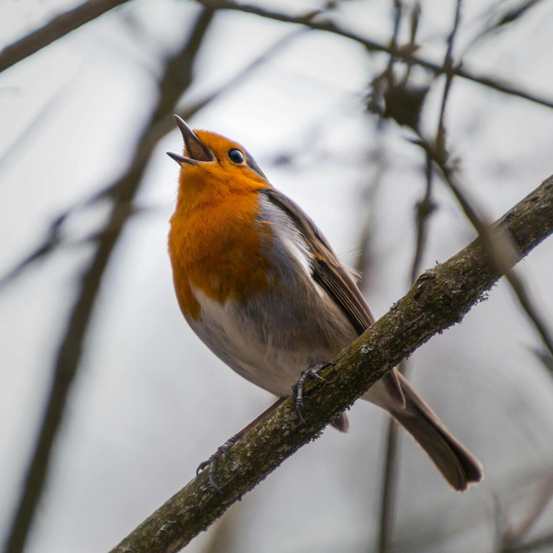 Robin