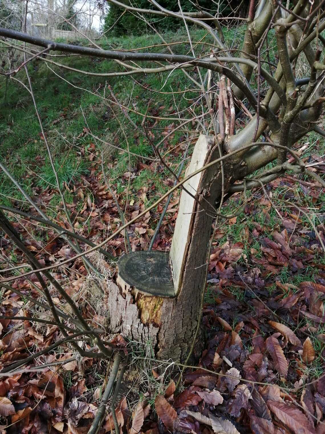 Tree carved into a seat