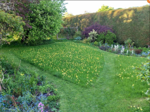 Lawn with mown paths