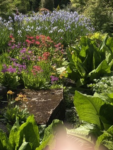 Mixed planting in the rock garden (HC)