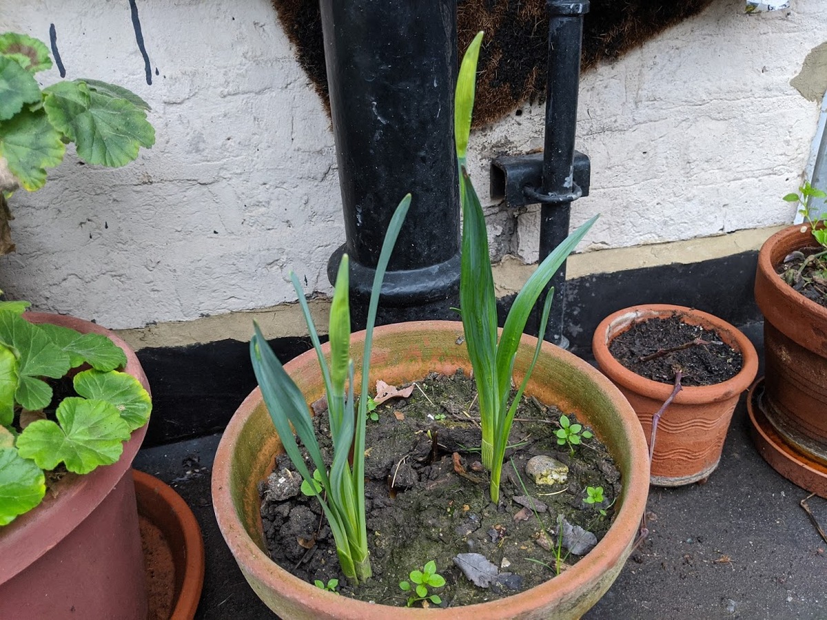 Springbulbs203