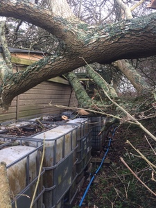 When a tree fell onto the shed 2018