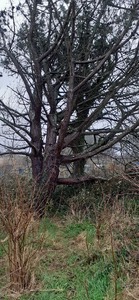 Storm Eunice damage 19/2/2022