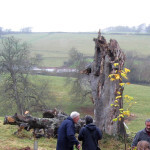 Just one example of the trees' decay.