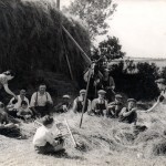 Traine-Harvest-1944-150x150.jpg