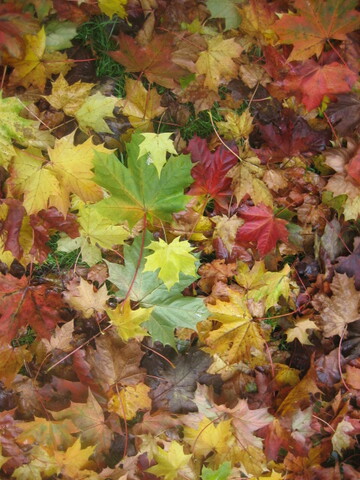 autumn leaves