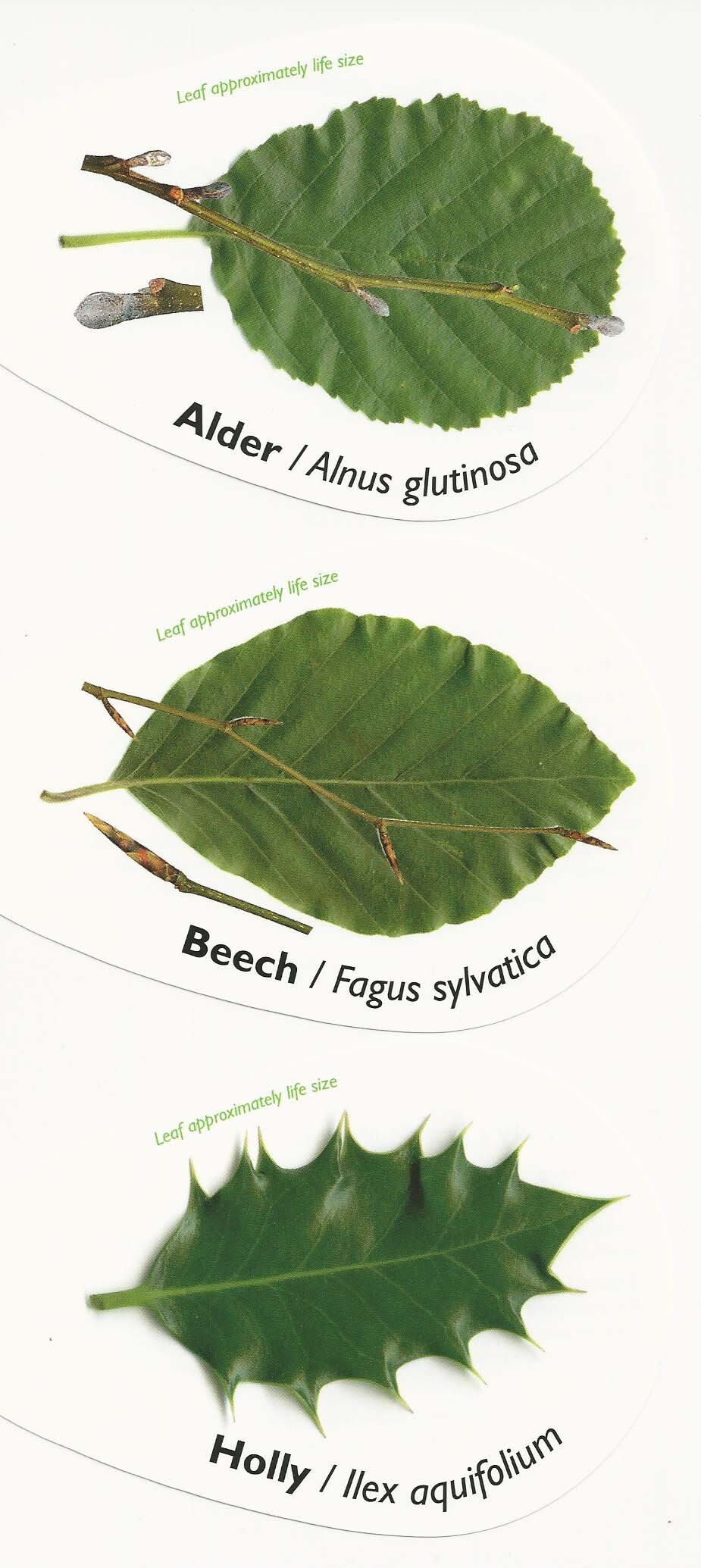 leaf shapes 2