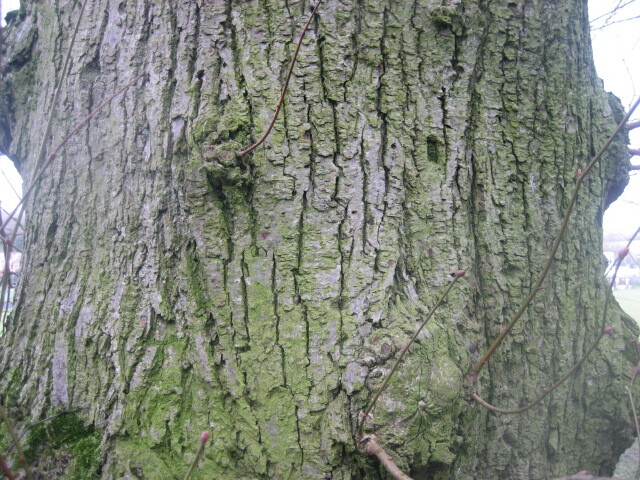 lime bark