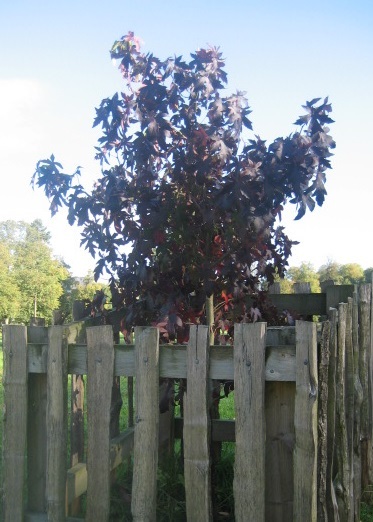 liquidamber