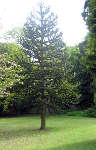monkey puzzle 2