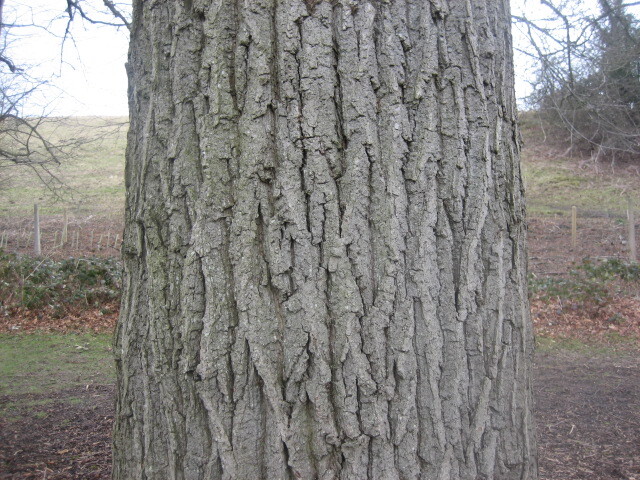 oak bark