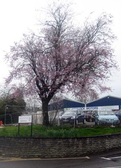 spring flowering prunus