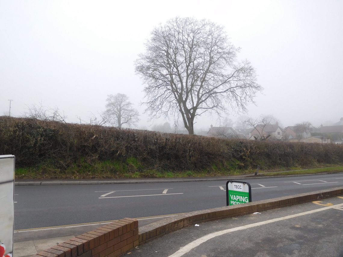 trees felled opposite Nisa