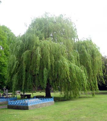 Weeping Willow